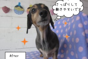 すっきりミニチュアダックス