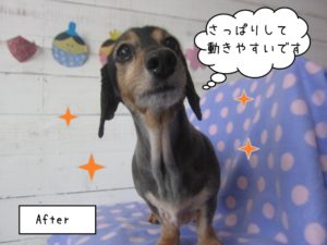 すっきりミニチュアダックス