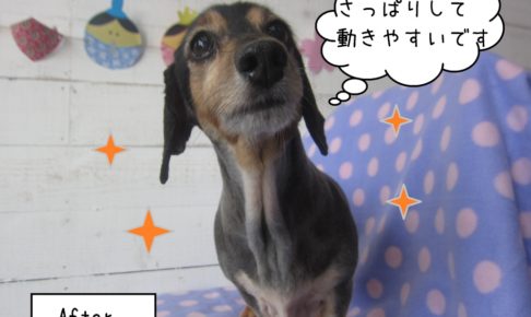 すっきりミニチュアダックス