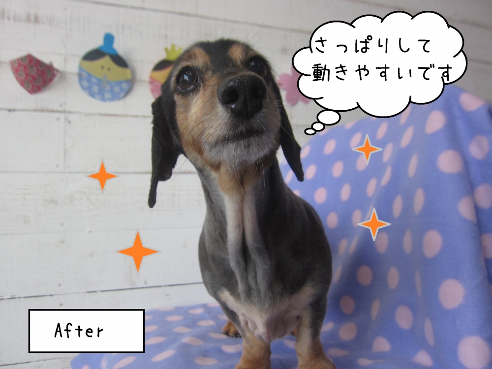 すっきりミニチュアダックス