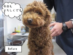 カット前トイプードル