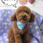 おすましぬいぐるみみたいトイプードル