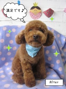 おすましぬいぐるみみたいトイプードル