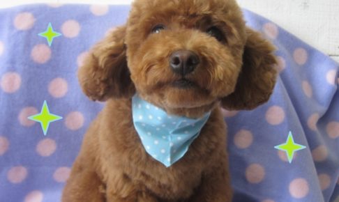 おすましぬいぐるみみたいトイプードル