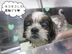 シャンプー中シーズー