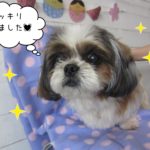 ふわふわシーズー