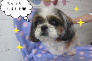 ふわふわシーズー