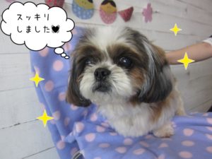 ふわふわシーズー