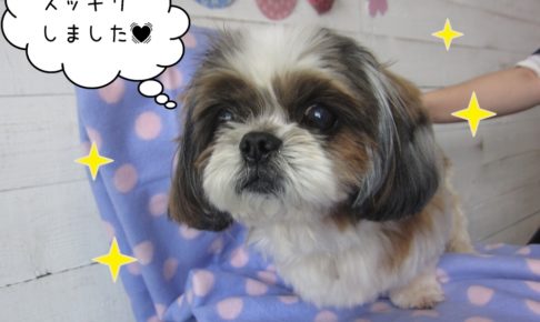 ふわふわシーズー