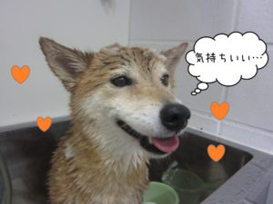 シャンプー中柴犬