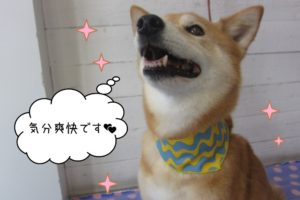 吠える柴犬