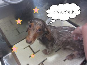 シャンプー中ミニチュアダックス