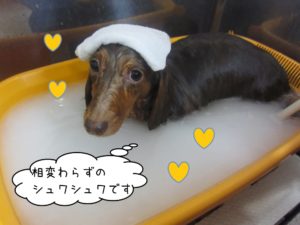 スパ中ミニチュアダックス