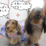 仲良しミニチュアダックス