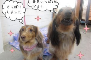 仲良しミニチュアダックス