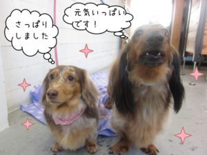 仲良しミニチュアダックス