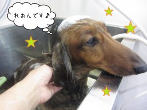 シャンプー中ミニチュアダックス