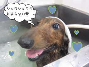 スパ中ミニチュアダックス