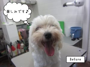 カット前マルチーズ