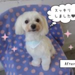 おすまし白マルチーズ