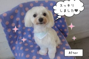 おすまし白マルチーズ