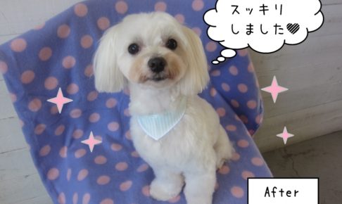 おすまし白マルチーズ