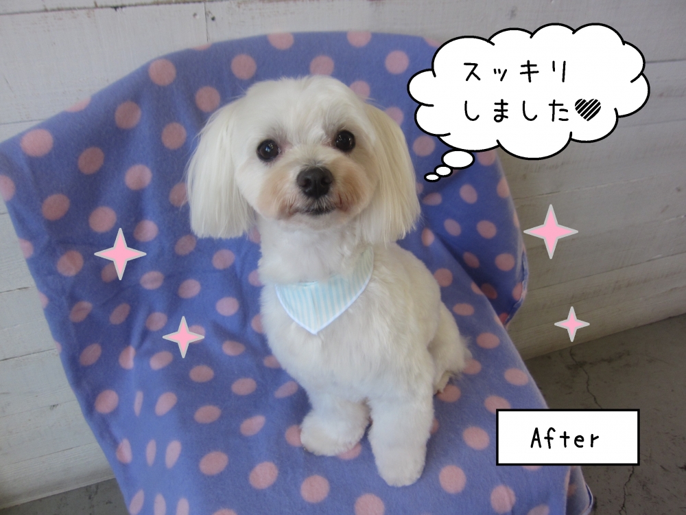 おすまし白マルチーズ