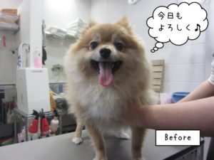 カット前ポメラニアン