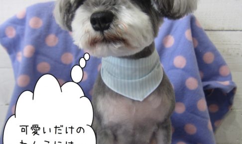 えっへんMシュナ