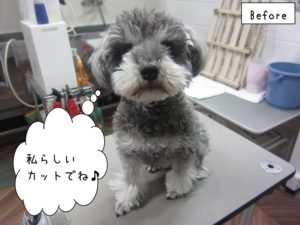 カット前Mシュナ