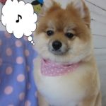 ご機嫌ポメラニアン