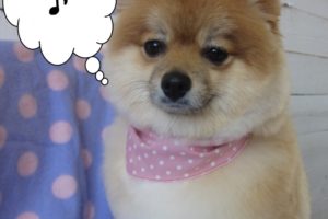 ご機嫌ポメラニアン