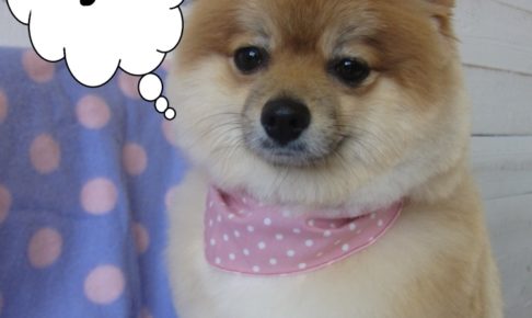 ご機嫌ポメラニアン