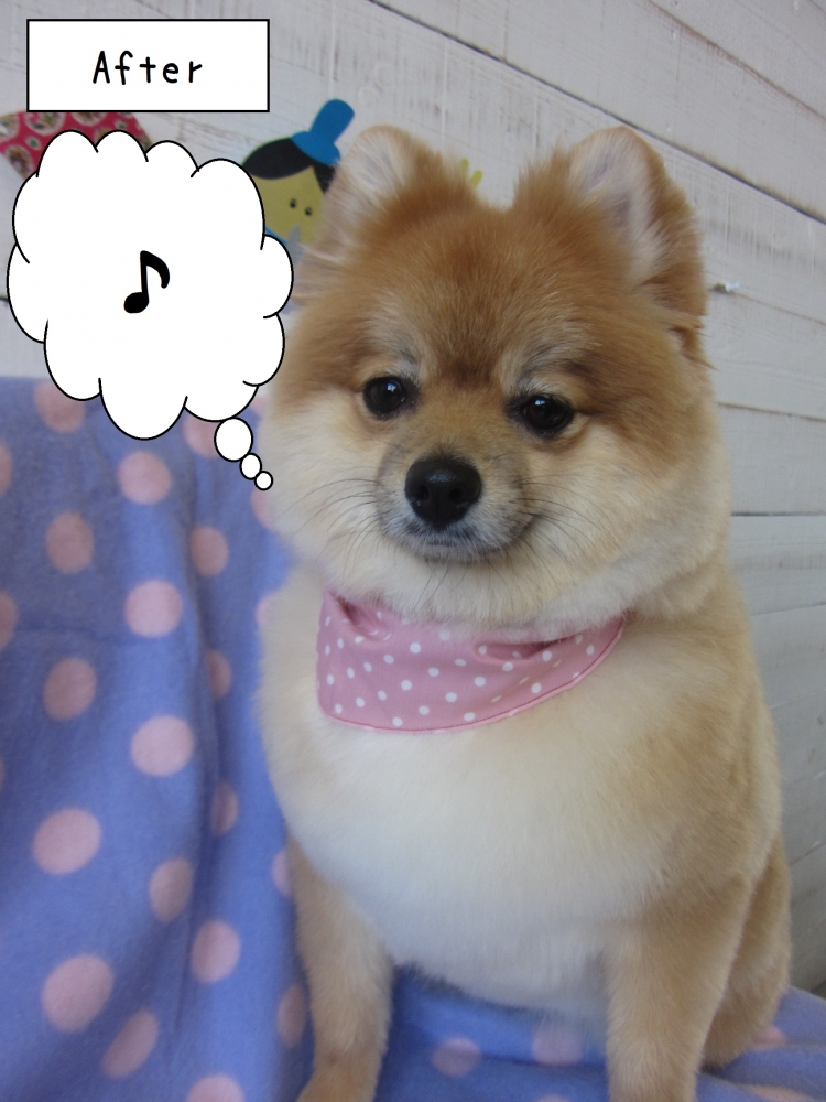 ご機嫌ポメラニアン