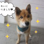 おすましミックス