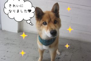 おすましミックス