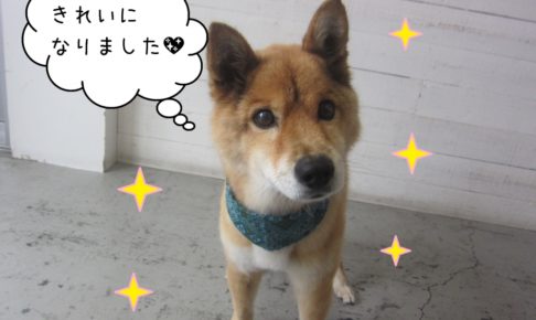 おすましミックス