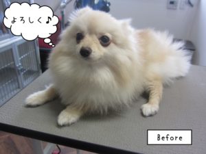 カット前ポメラニアン