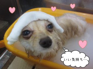 スパ中ポメラニアン