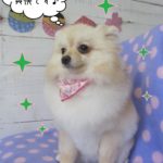おすましポメラニアン