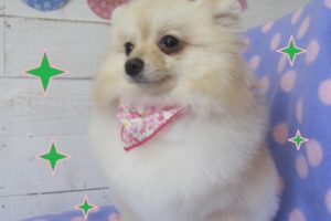 おすましポメラニアン