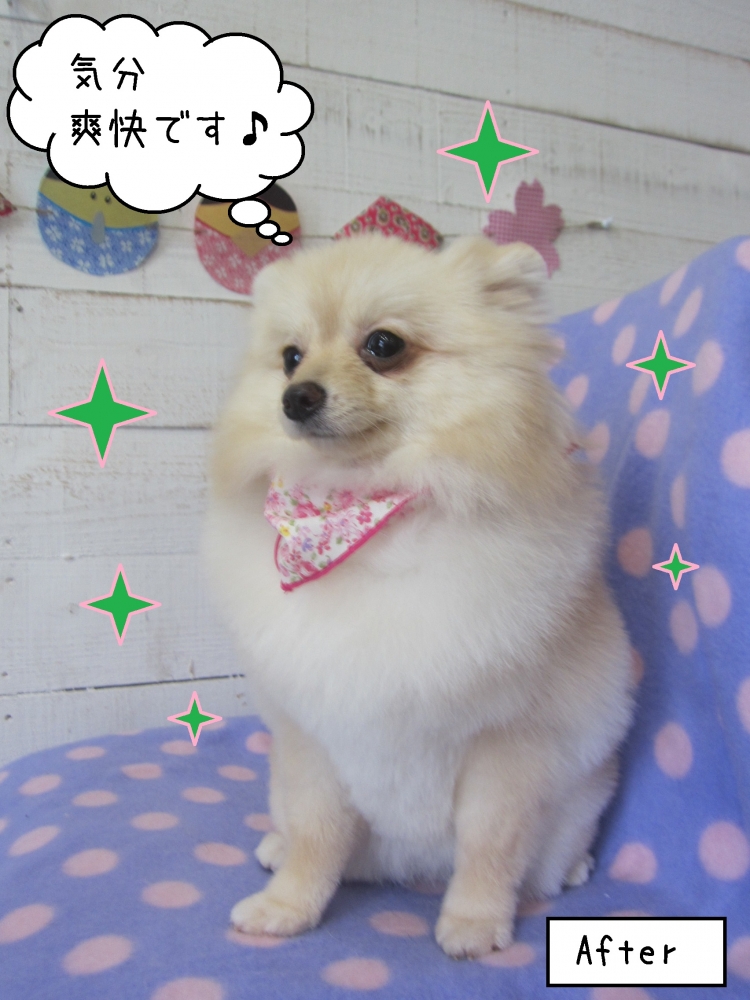 おすましポメラニアン