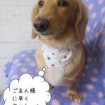 おすましミニチュアダックス