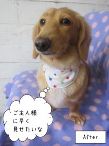 おすましミニチュアダックス