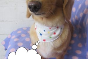 おすましミニチュアダックス