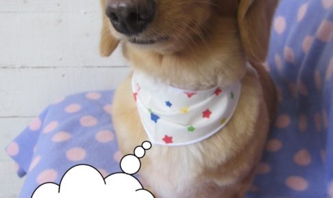 おすましミニチュアダックス