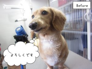 カット前ミニチュアダックス