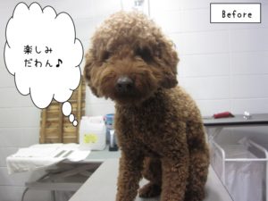 カット前トイプードル