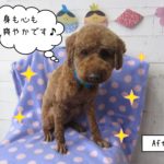 えっへんトイプードル