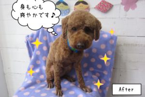 えっへんトイプードル